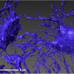 1334256739osteocytes_large