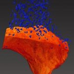 1334324539osteocyte-lacunar-dist_large